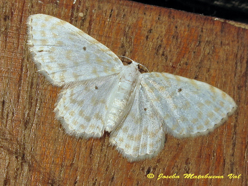 Asthena anseraria (Geometridae)